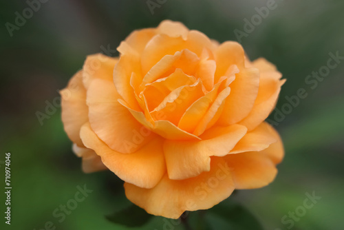 Flower of yellow orange koral Rose in the summer garden. Yellow Rose with shallow depth of field. Beautiful flower. Orange garden rosa on a bush in a summer garden. Flower bush. Valentine's Day