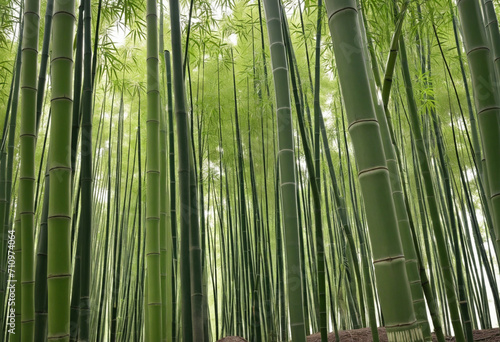 Lush Bamboo Grove with Fresh Sprouts