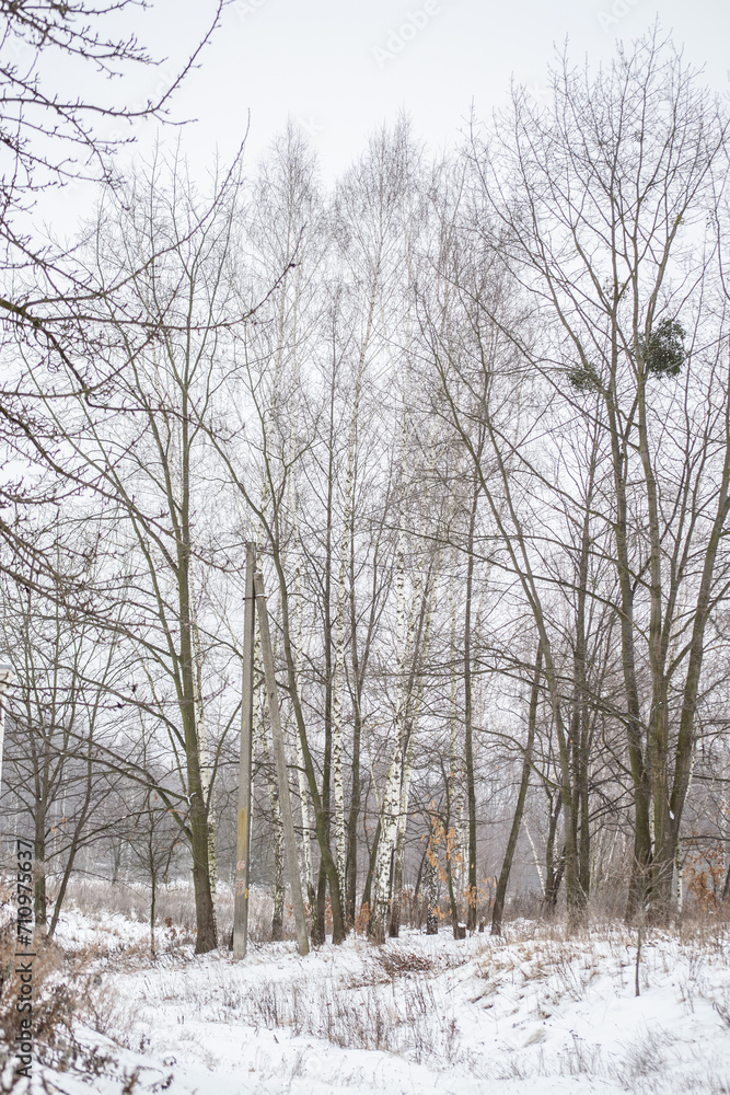 Fototapeta premium trees in snow