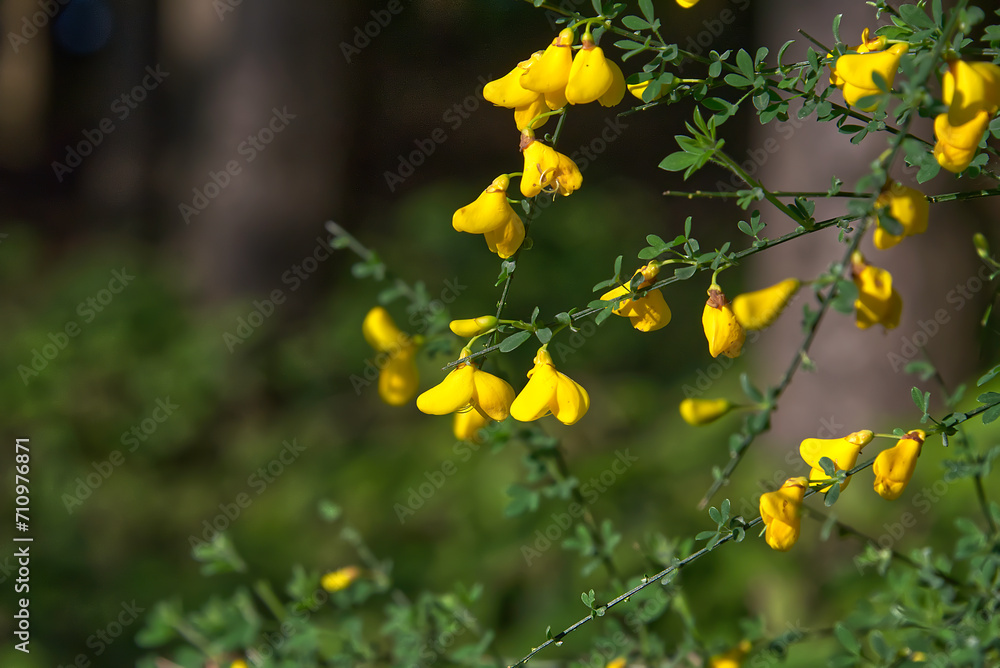 yellow flowers in the garden yellow flowers in the garden