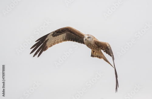 red kite in flight  spain 