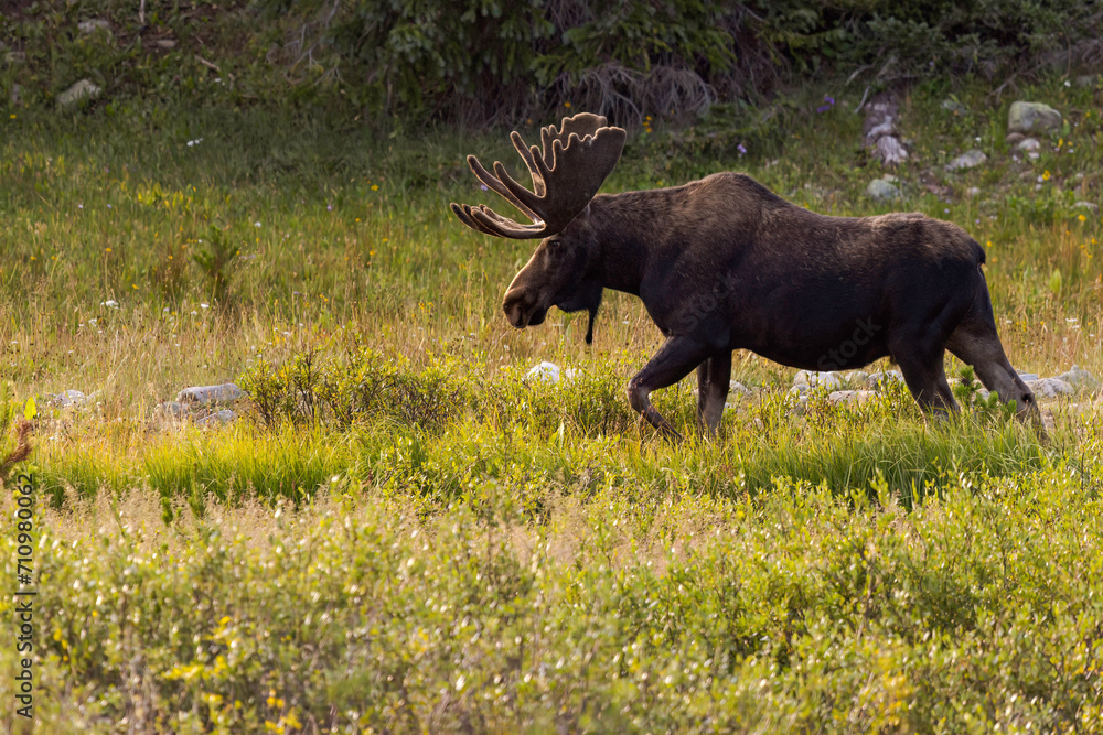 Moose in the Snowy Range Mountains of Wyoming Moose in the Snowy Range Mountains of Wyoming