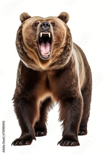 Portrait of a growling grizzly bear © duyina1990