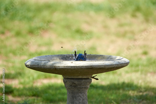 Eastern Bluebird (Sialia sialis) male bathing in concrete birdbath in Texas