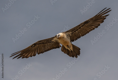 bearded vulture in flight over the pyrenees mountains 