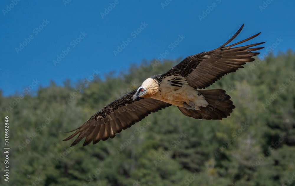 Obraz premium bearded vulture in flight over the pyrenees mountains