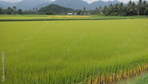 Harvest-ready Rice Paddy Field in Autumn