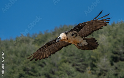 bearded vulture in flight over the pyrenees mountains  © ezequiel