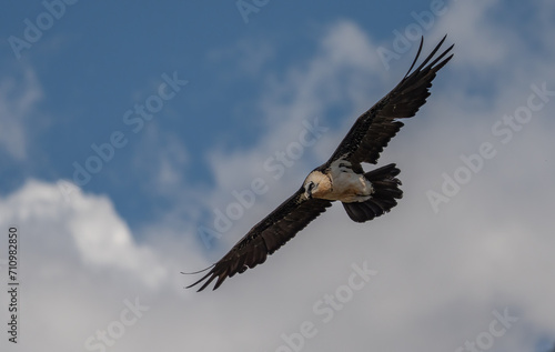 bearded vulture in flight over the pyrenees mountains 