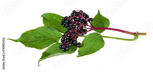 Fotografie Closeup a black elderberry twig isolated on white background