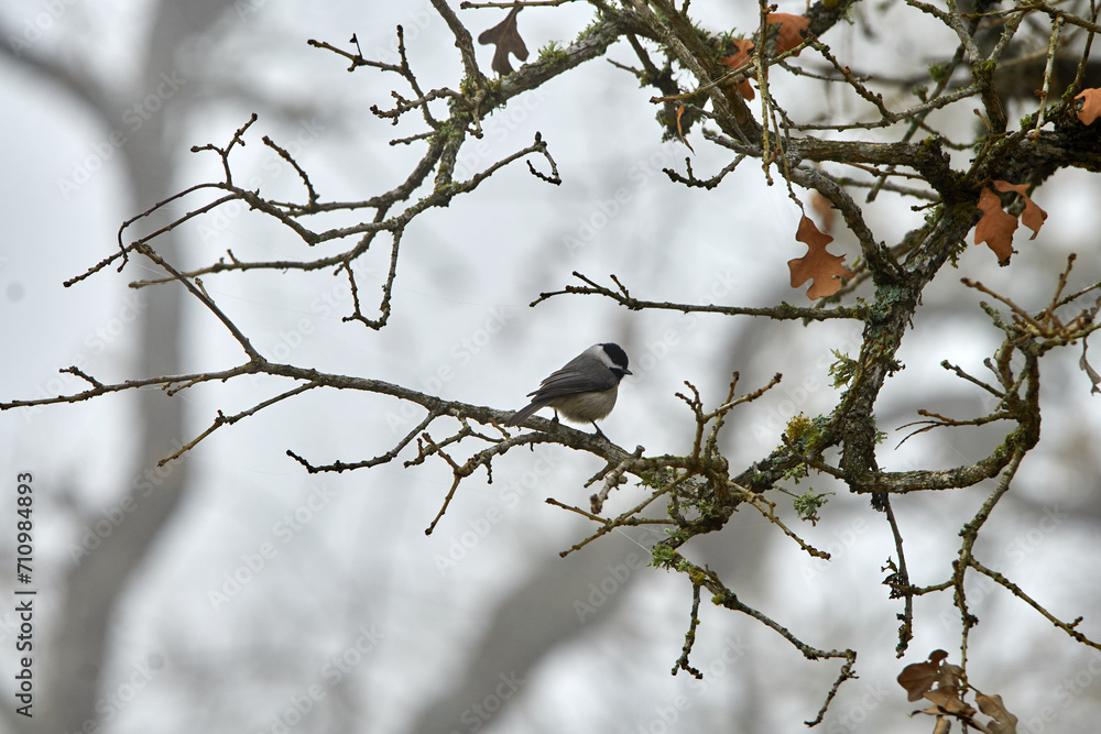 Carolina Chickadee Perched in a Texas oak tree with a grey winter sky background. Carolina Chickadee Perched in a Texas oak tree with a grey winter sky background.