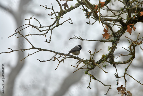 Carolina Chickadee Perched in a Texas oak tree with a grey winter sky background.
