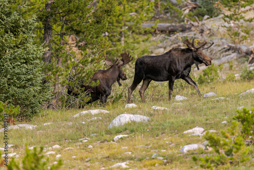 Bull Moose in the Snowy Range Mountains of Wyoming © Kyle Spradley