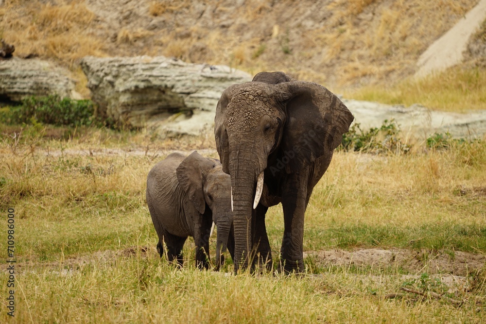 Obraz premium african wildlife, elephants, herd