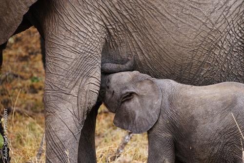 african wildlife, elephants, herd, baby © JaDeLissen