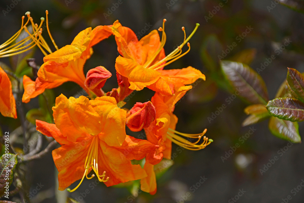 pomarańczowe kwiaty azalii, kwitnący różanecznik, azalia, rododendron (Rhododendron), odmiana Gibraltar, variety Gibraltar, wiosenne kwiaty, spring flowers  - obrazy, fototapety, plakaty 