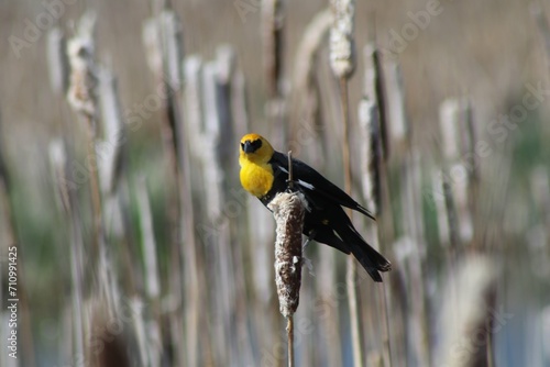 Fotografie A bird named Steve
