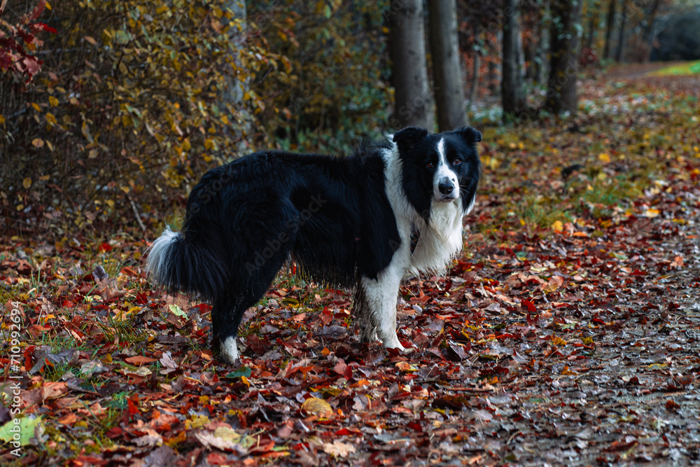 Obraz premium Dirty border collie dog in a park