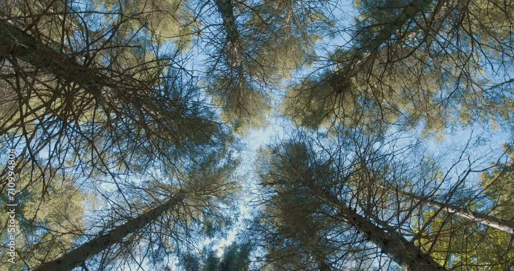 Looking up at conifer / Wide view / Slow clockwise rotation Looking up at conifer / Wide view / Slow clockwise rotation