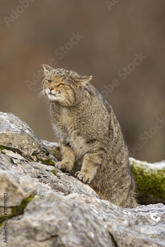Photography wild cat sniffing the environment