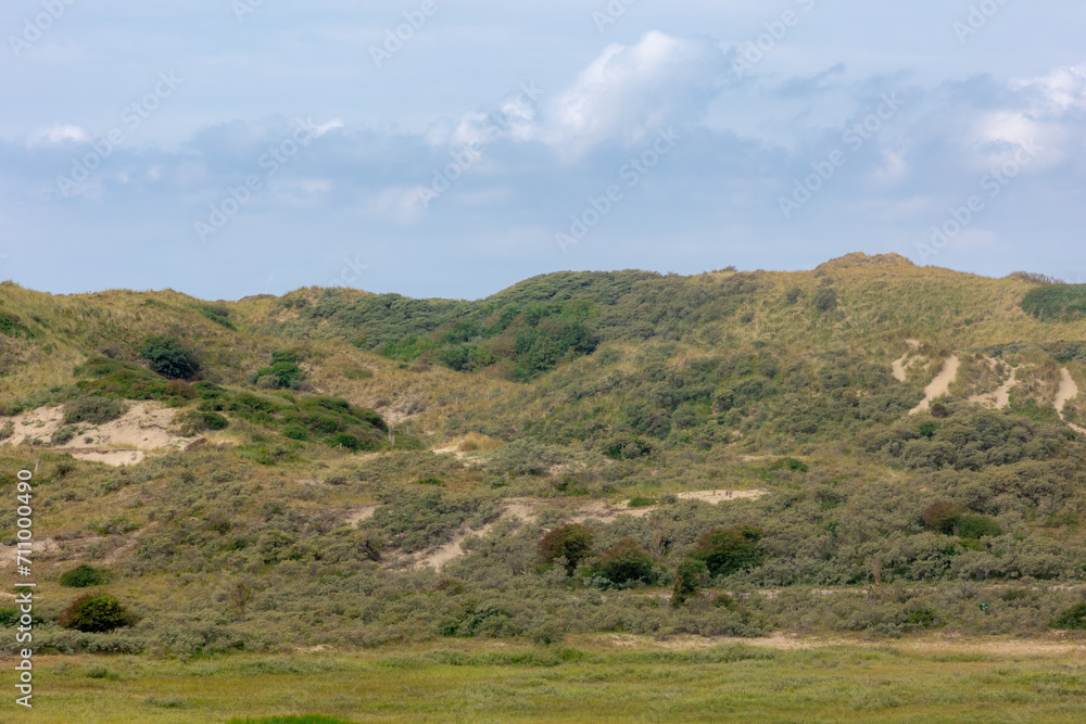 Terrain of Dutch north sea coast, Hilly and slope sand dunes or dyke, European marram grass (beach grass) with blue sky background, Area on the west coast of the province of North Holland, Netherlands
