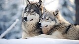 Two Alaskan Malamutes in Winter Wonderland
