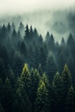 Generative AI image of the land of pine trees, rain forest, mist, autumn fog, white spruce