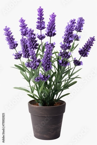 A potted plant with purple flowers on a white background. Suitable for home decor or gardening-related designs