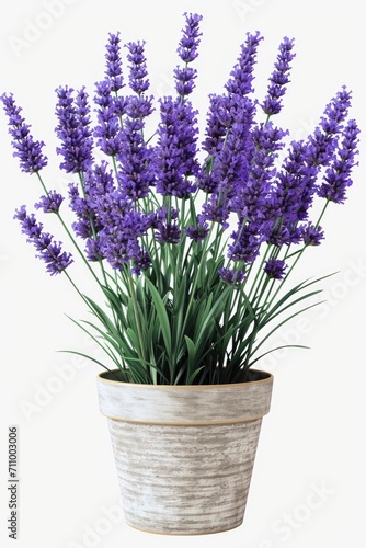 A potted plant with purple flowers on a clean white background. Suitable for home decor, gardening, or floral design projects