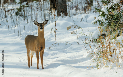 white tailed doe deer in snowy autumn forest
