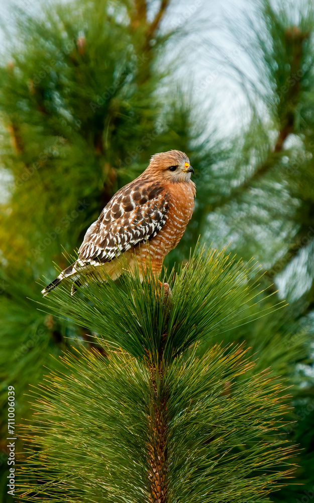 red shoulder hawk hunting insects 
