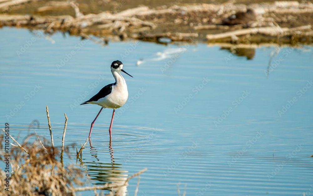 Obraz premium black-winged stilt fishing in shallow waters