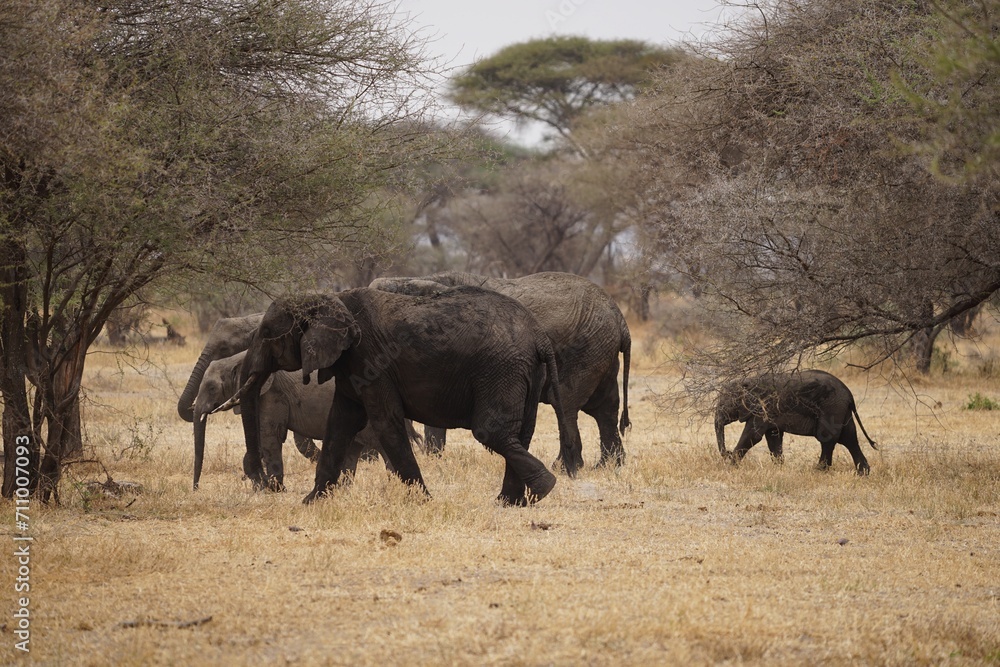 Fototapeta premium african wildlife, elephants