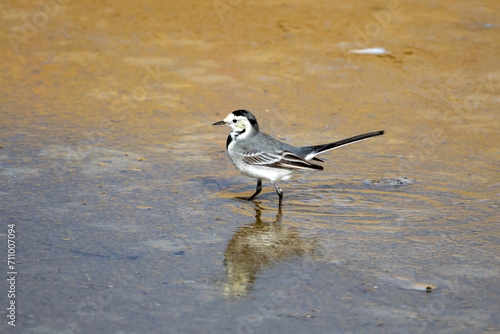 Pied wagtail, migratory bird in winter months