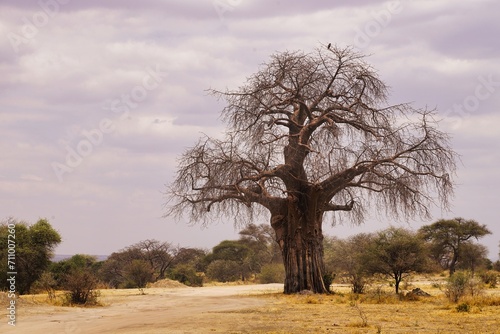 baobab