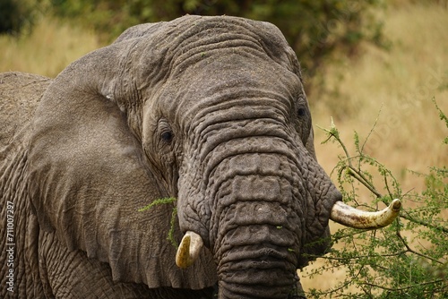 african wildlife, elephants