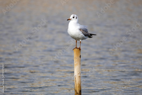 Seagull perched on wooden pole in water.