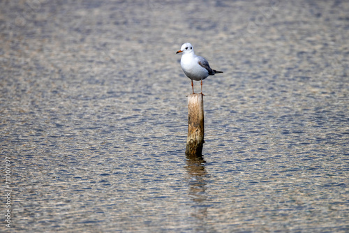Seagull perched on wooden pole in water.