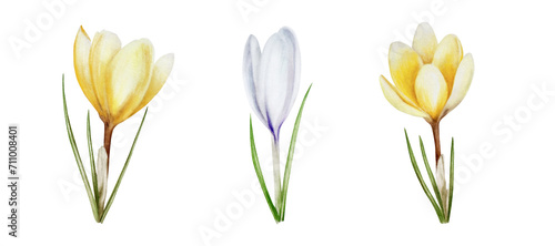 Watercolor set with yellow and white blooming crocus flower isolated on white background. Spring and easter botanical hand painted saffron illustration. For designers, wedding, decoration, post photo