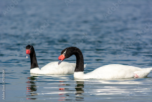 Cisnes de cuello negro  Cygnus melancoryphus 