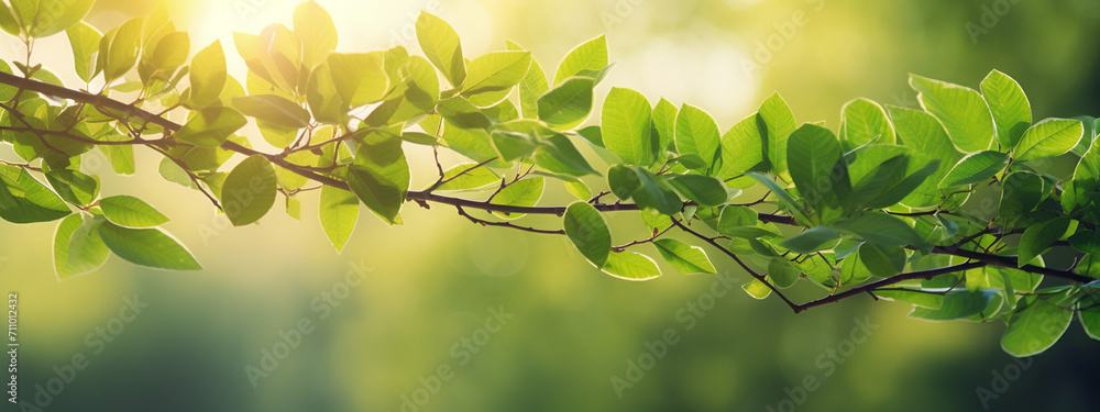 leaves on a tree against the background of sun rays leaves on a tree against the background of sun rays