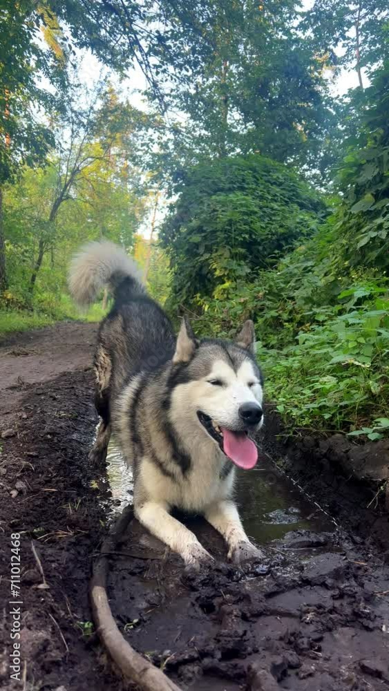 Cute big dog in summer forest in hot weather. Walking the dog after the rain. The Alaskan Malamute looks for a slack in dirty rainwater. Dog and puddle. Walking with a dog in nature. Cute big dog in summer forest in hot weather. Walking the dog after the rain. The Alaskan Malamute looks for a slack in dirty rainwater. Dog and puddle. Walking with a dog in nature.