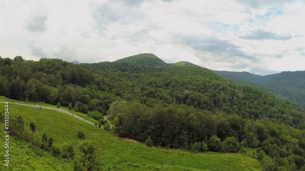 Panorama of mountain scape with tea plantation Panorama of mountain scape with tea plantation