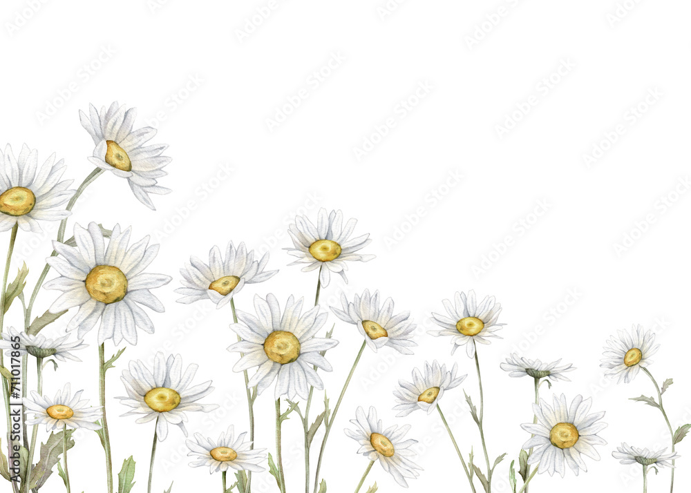 Fototapeta premium Watercolor Daisy border. Hand drawn illustration of Chamomile. bouquet of white blossom flowers on isolated background. Drawing botanical clipart invitation card. Hand painted summer rustic wildflower