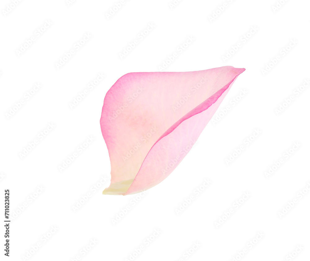 Tender pink rose petal isolated on white Tender pink rose petal isolated on white