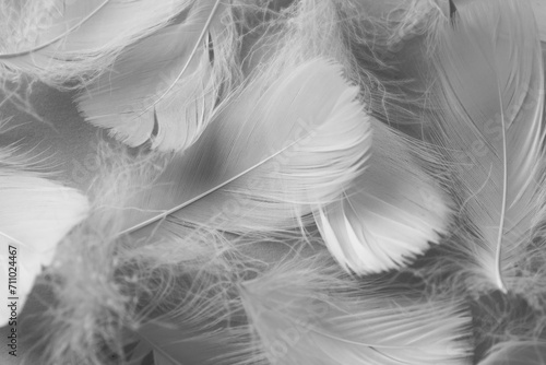 Many fluffy bird feathers as background, top view