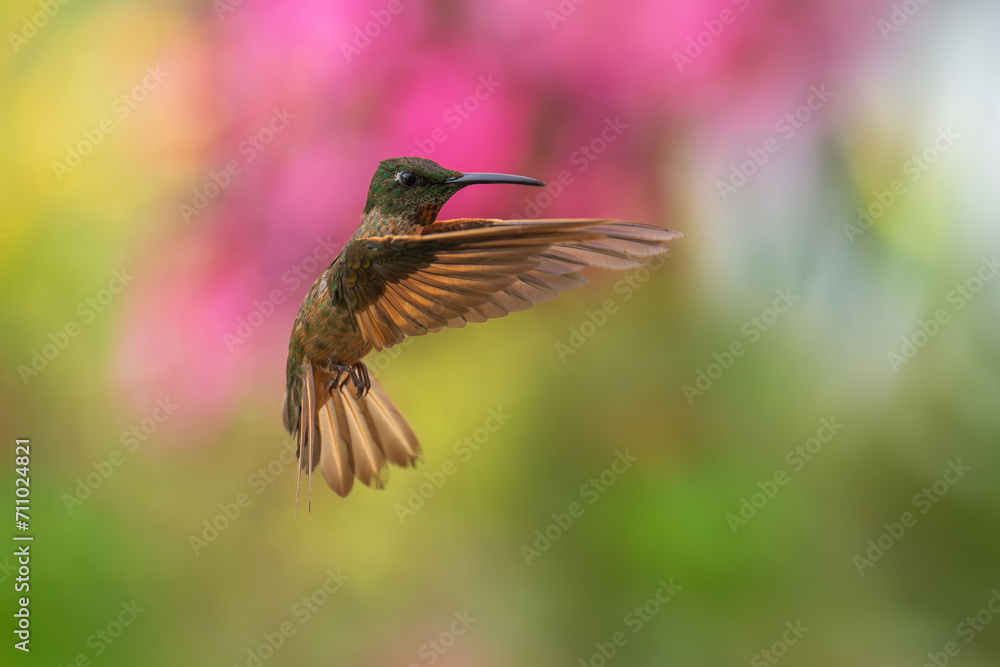 Fototapeta premium Fawn-breasted Brilliant Hummingbird in flight, 4K resolution, best Ecuador humminbirds