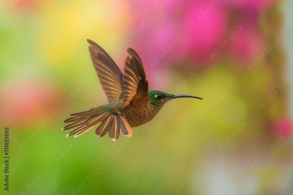 Naklejka premium Fawn-breasted Brilliant Hummingbird in flight, 4K resolution, best Ecuador humminbirds