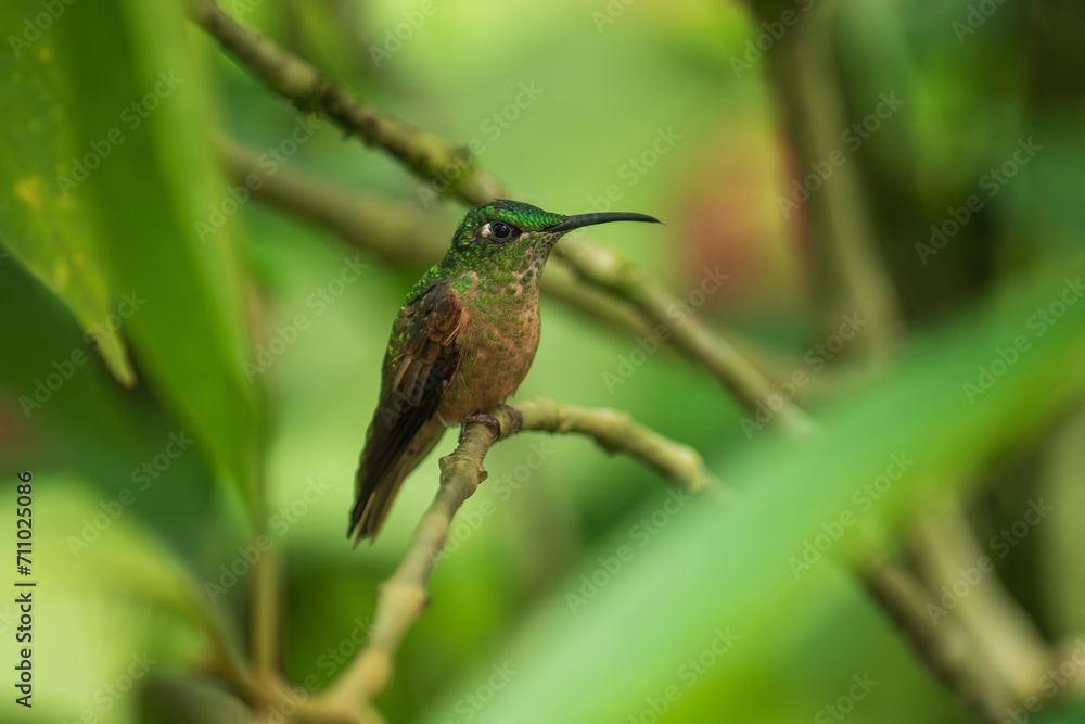 Fototapeta premium Fawn-breasted Brilliant Hummingbird in flight, 4K resolution, best Ecuador humminbirds