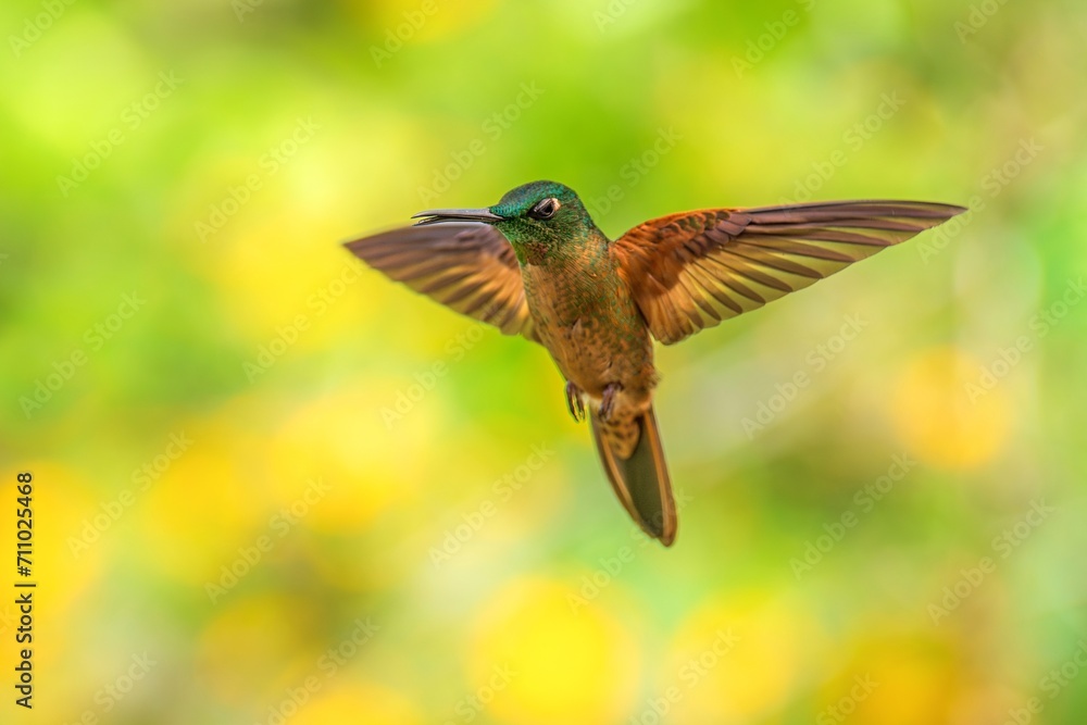 Fototapeta premium Fawn-breasted Brilliant Hummingbird in flight, 4K resolution, best Ecuador humminbirds
